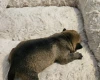 Dachshund (Miniature Wire Haired)