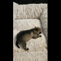 Dachshund (Miniature Wire Haired)