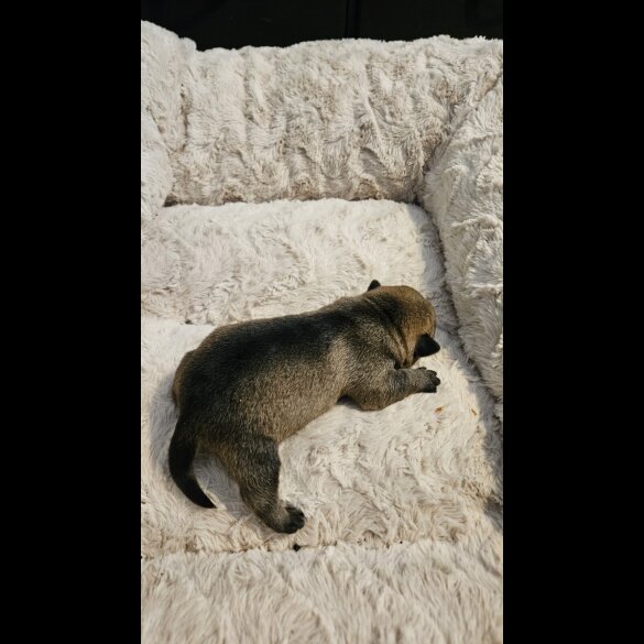 Dachshund (Miniature Wire Haired)