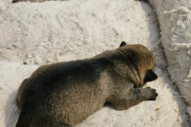 Dachshund (Miniature Wire Haired)
