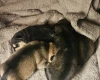 Dachshund (Miniature Wire Haired)