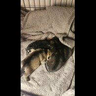 Dachshund (Miniature Wire Haired)