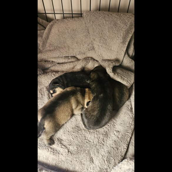 Dachshund (Miniature Wire Haired)