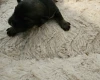 Dachshund (Miniature Wire Haired)