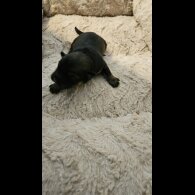 Dachshund (Miniature Wire Haired)