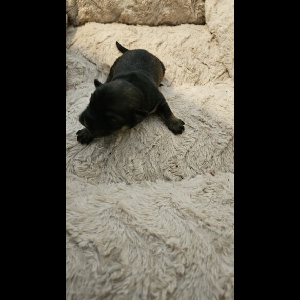 Dachshund (Miniature Wire Haired)