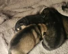 Dachshund (Miniature Wire Haired)
