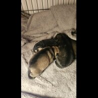 Dachshund (Miniature Wire Haired)