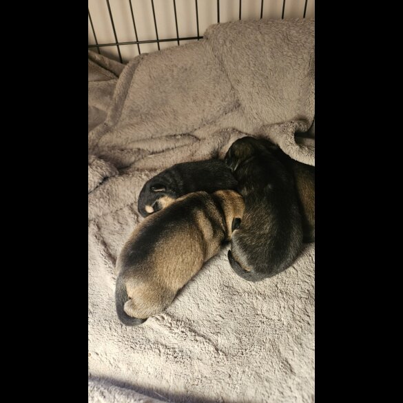 Dachshund (Miniature Wire Haired)