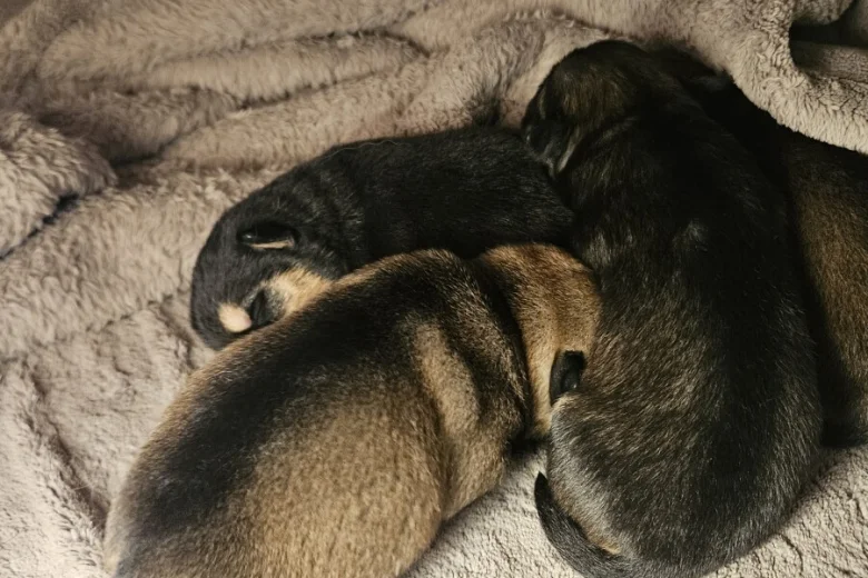 Dachshund (Miniature Wire Haired)