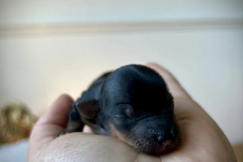 Yorkshire Terrier