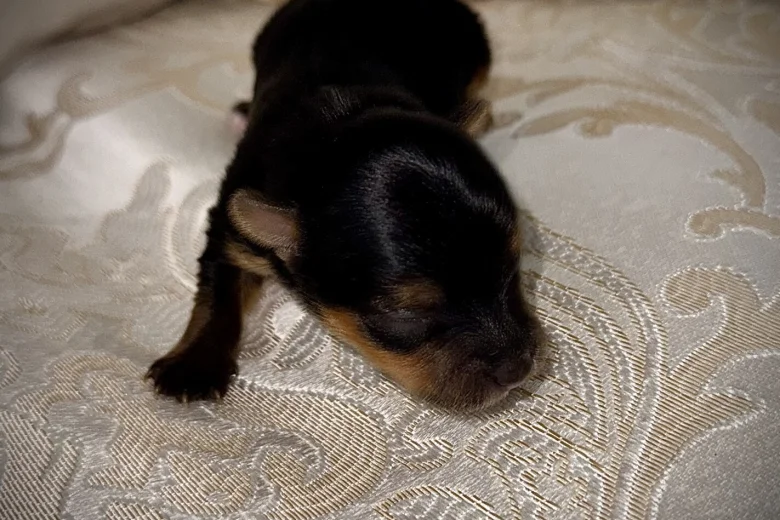 Yorkshire Terrier