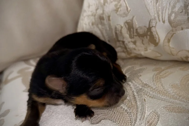 Yorkshire Terrier