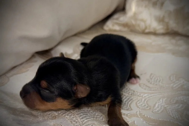 Yorkshire Terrier