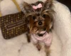 Yorkshire Terrier