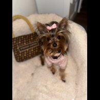 Yorkshire Terrier