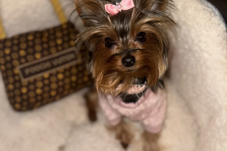 Yorkshire Terrier