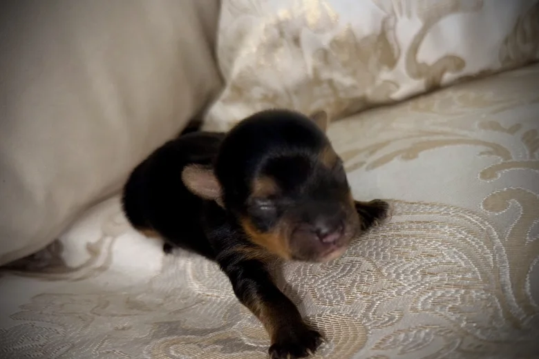 Yorkshire Terrier