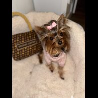 Yorkshire Terrier