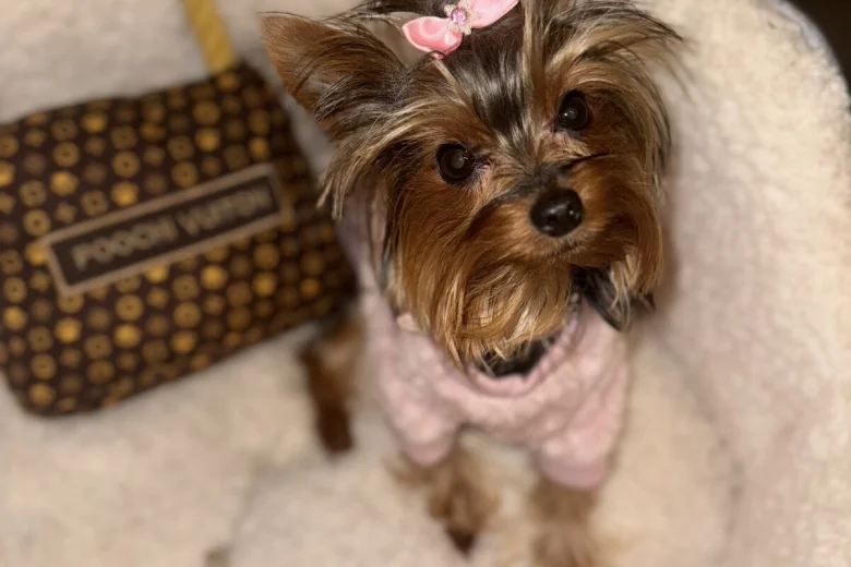 Yorkshire Terrier