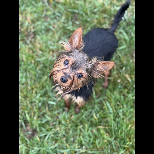 Yorkshire Terrier