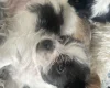 Mixed Breed