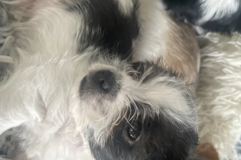 Mixed Breed