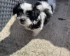 Mixed Breed