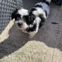 Mixed Breed