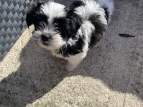 Mixed Breed