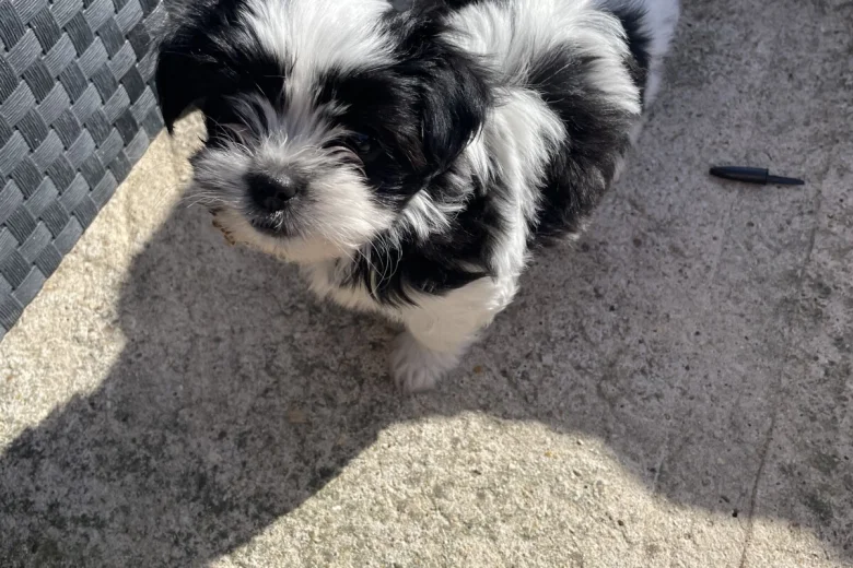 Mixed Breed
