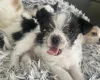 Mixed Breed