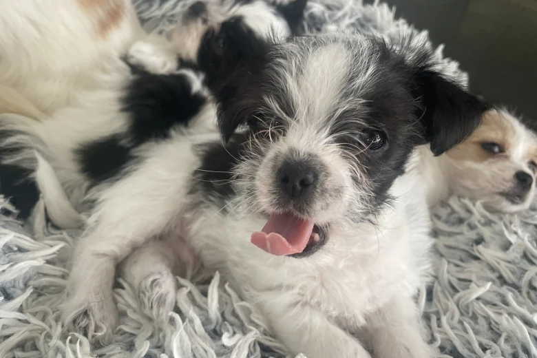 Mixed Breed