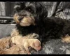 Maltipoo
