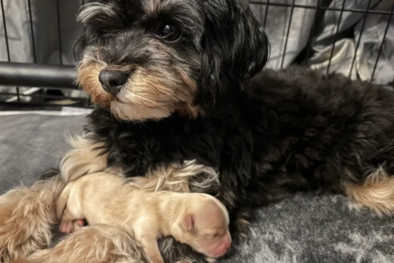 Maltipoo