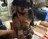 Maltipoo