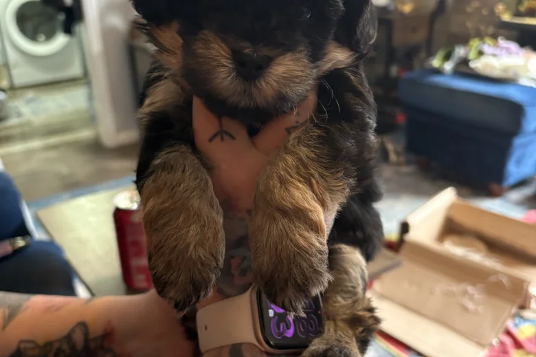 Maltipoo