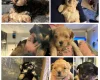 Maltipoo