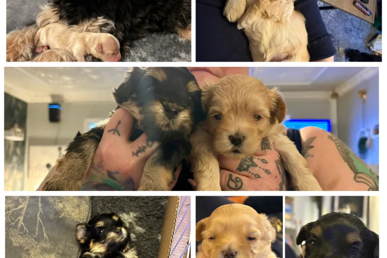 Maltipoo