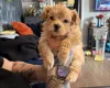 Maltipoo