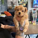 Maltipoo