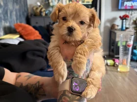 Maltipoo