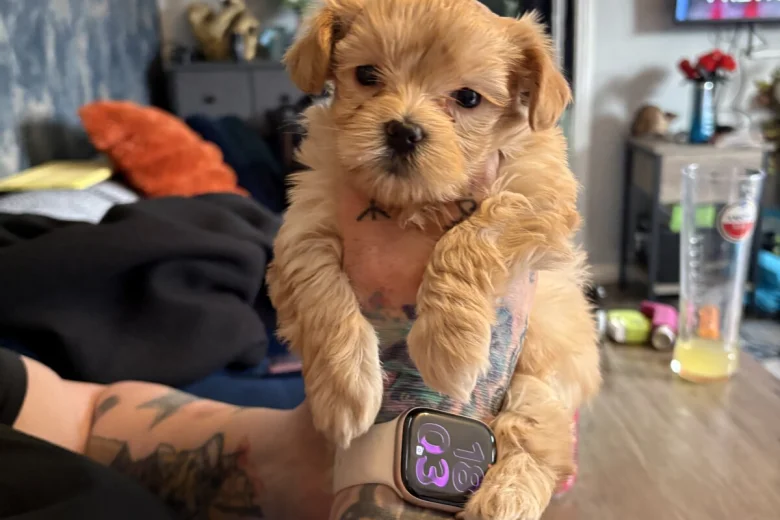 Maltipoo