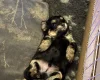 Maltipoo
