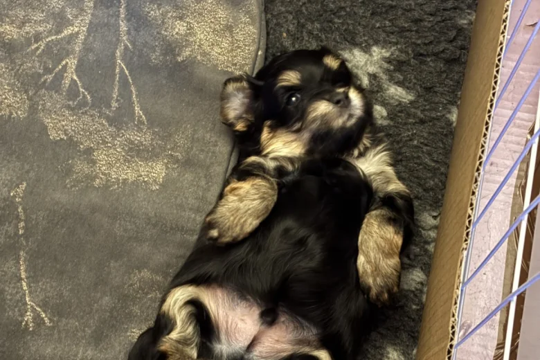 Maltipoo