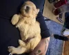 Maltipoo