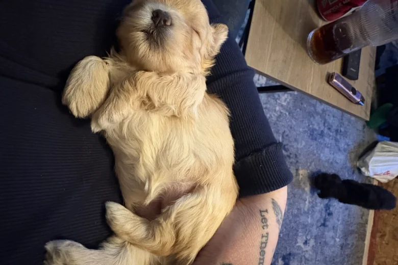 Maltipoo