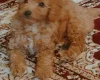 Cavapoo