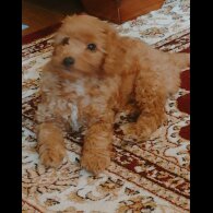 Cavapoo