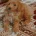 Cavapoo